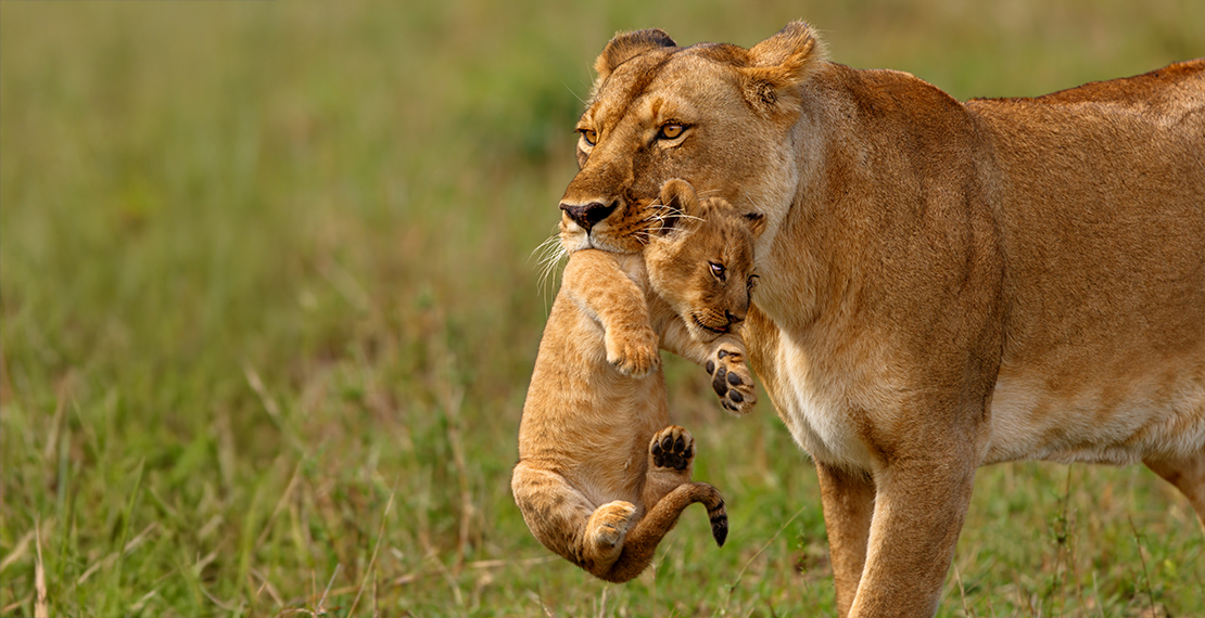 Kenya, leonessa e cucciolo