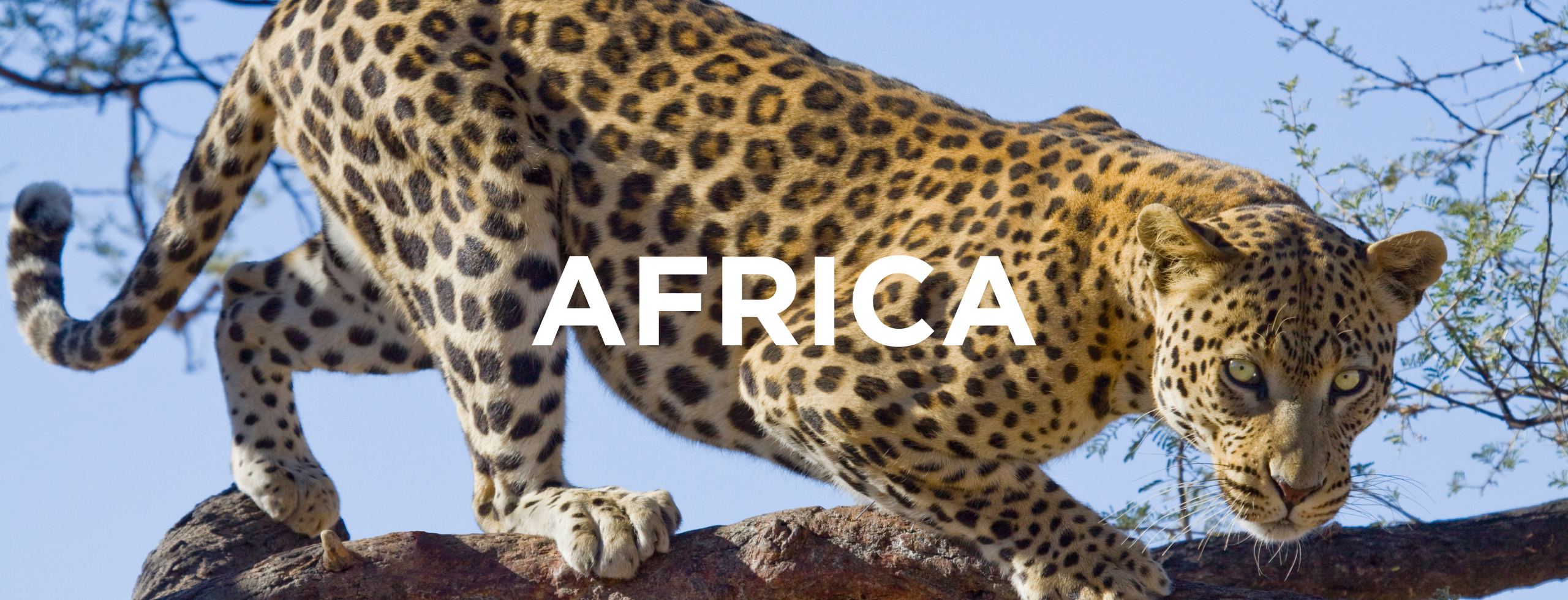 Africa