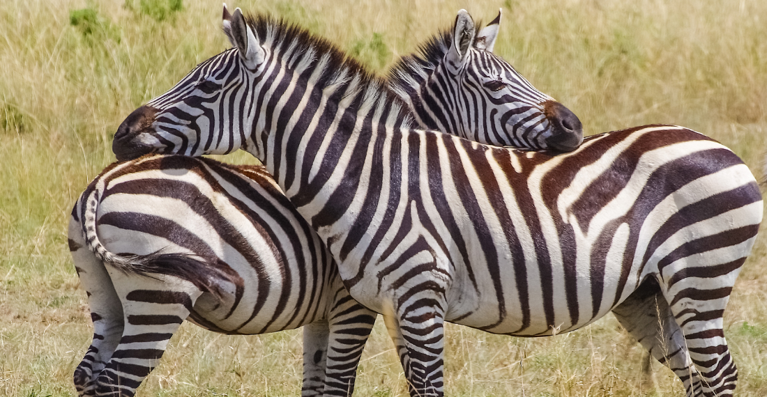 Kenya, zebre